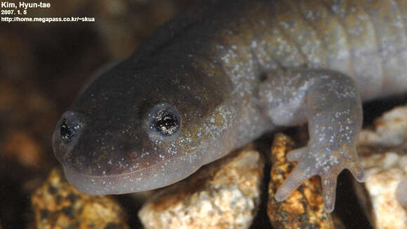 Image of Chinese Salamander