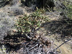 Image of Maiden's Quiver Tree Aloe