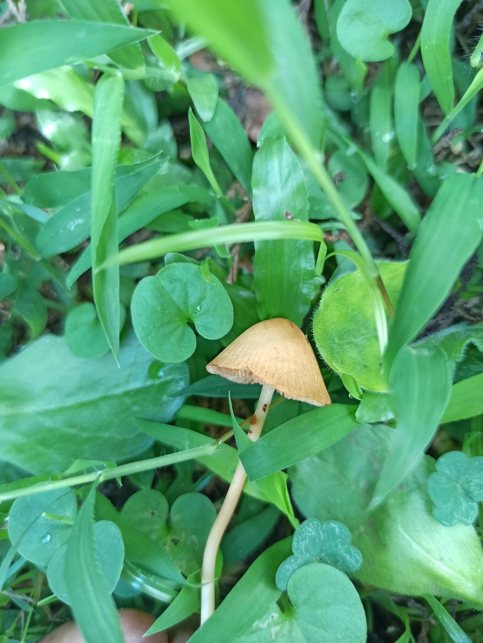 Image of Conocybe tenera (Schaeff.) Fayod 1889