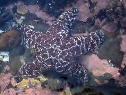 Image of ochre sea star