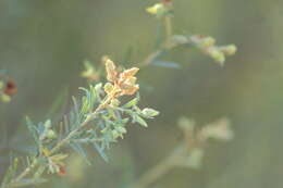 صورة Salix taxifolia Kunth