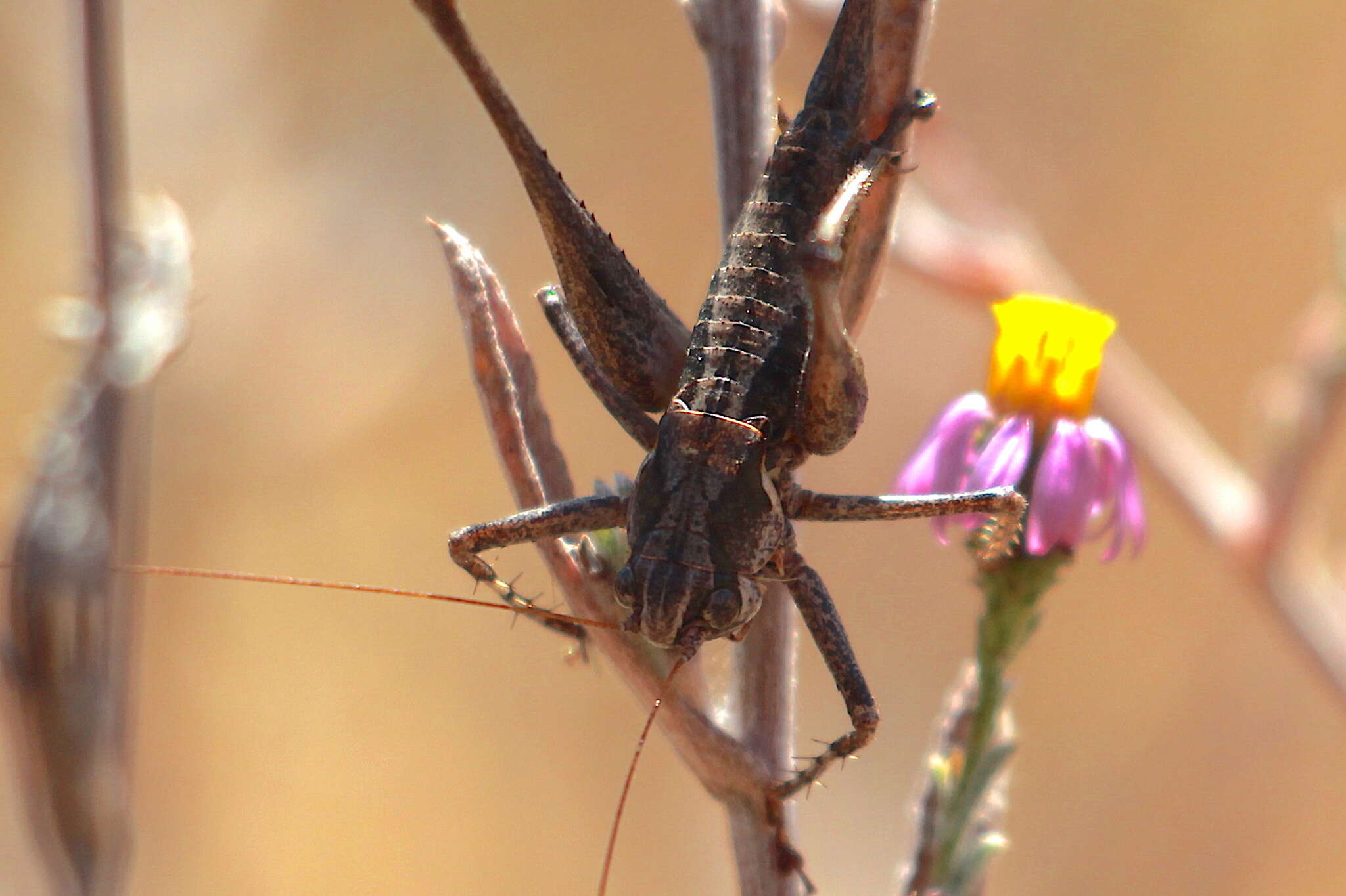 Image de Idiostatus aequalis (Scudder & S. H. 1899)