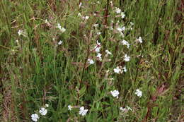 Imagem de Silene latifolia Poir.