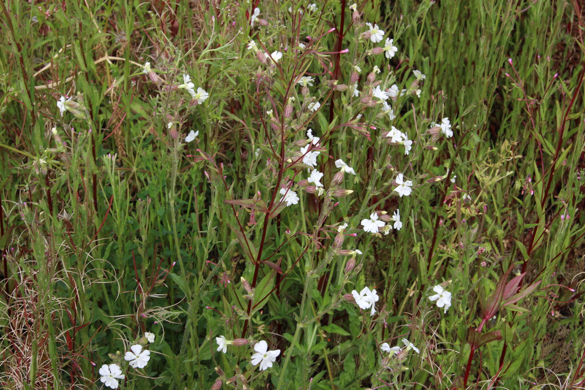 Imagem de Silene latifolia Poir.