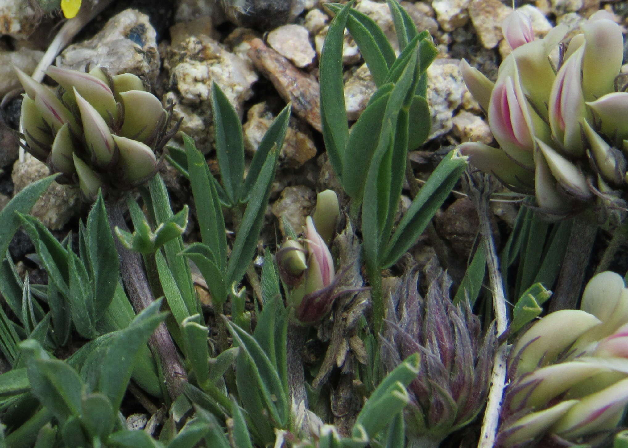 Image of Uinta Clover