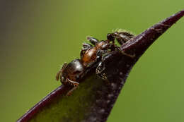 Image de Podomyrma elongata Forel 1895