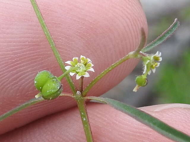 Image of blackseed spurge