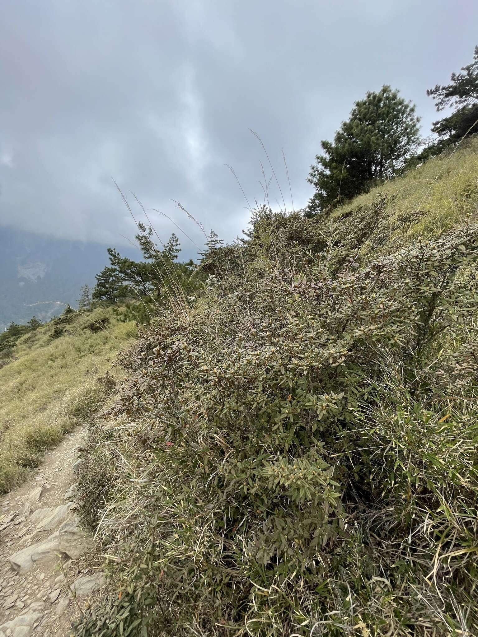 Image of Rhododendron rubropilosum var. taiwanalpinum (Ohwi) S. S. Ying