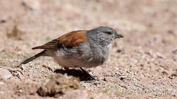 Image of Red-backed Sierra Finch