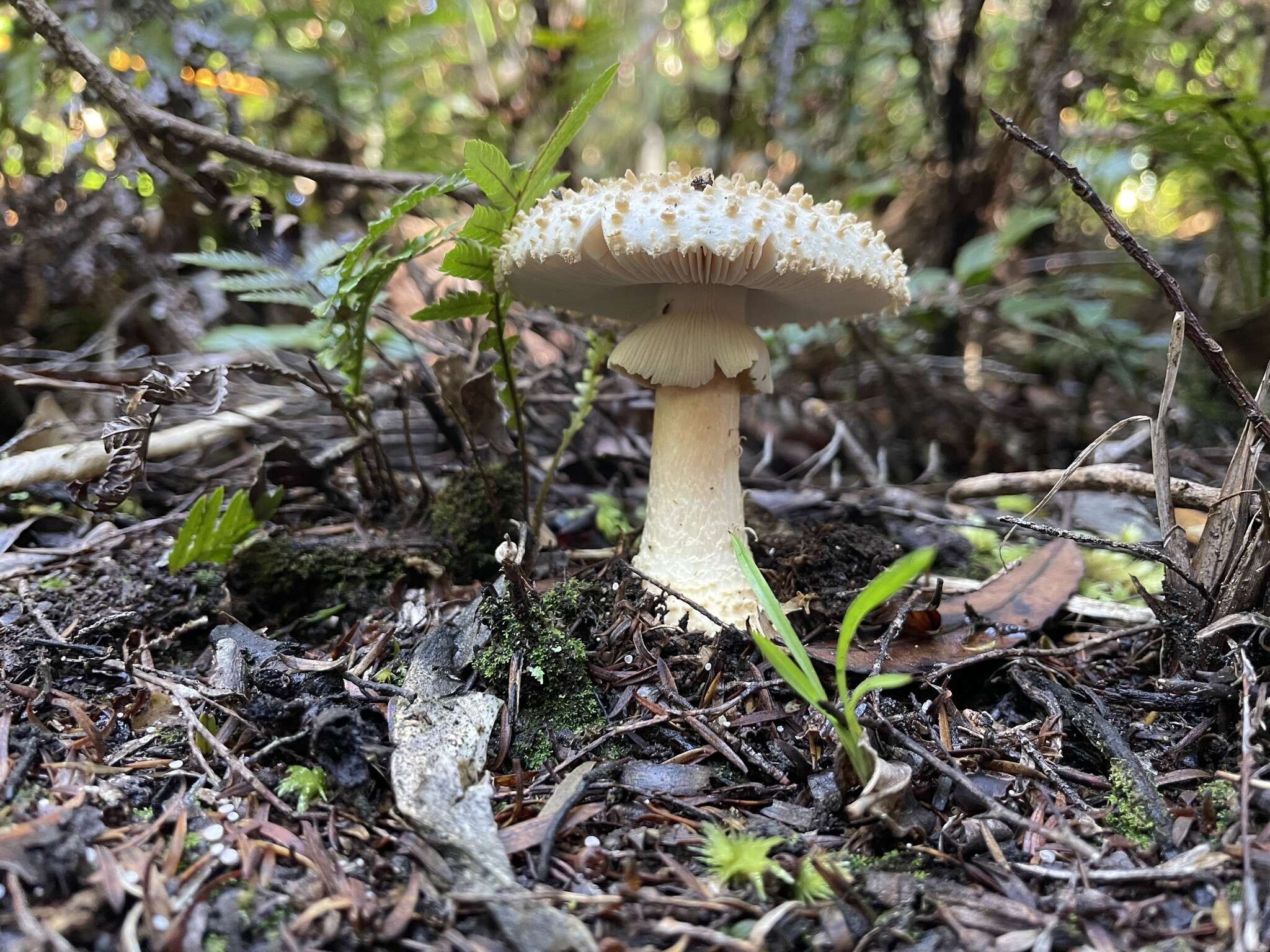 Image of Amanita pareparina G. S. Ridl. 1991