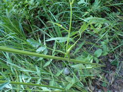 Image of Pastinaca sativa subsp. sativa