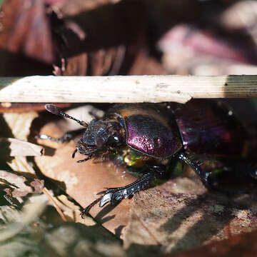 Image of Phelotrupes auratus auratus