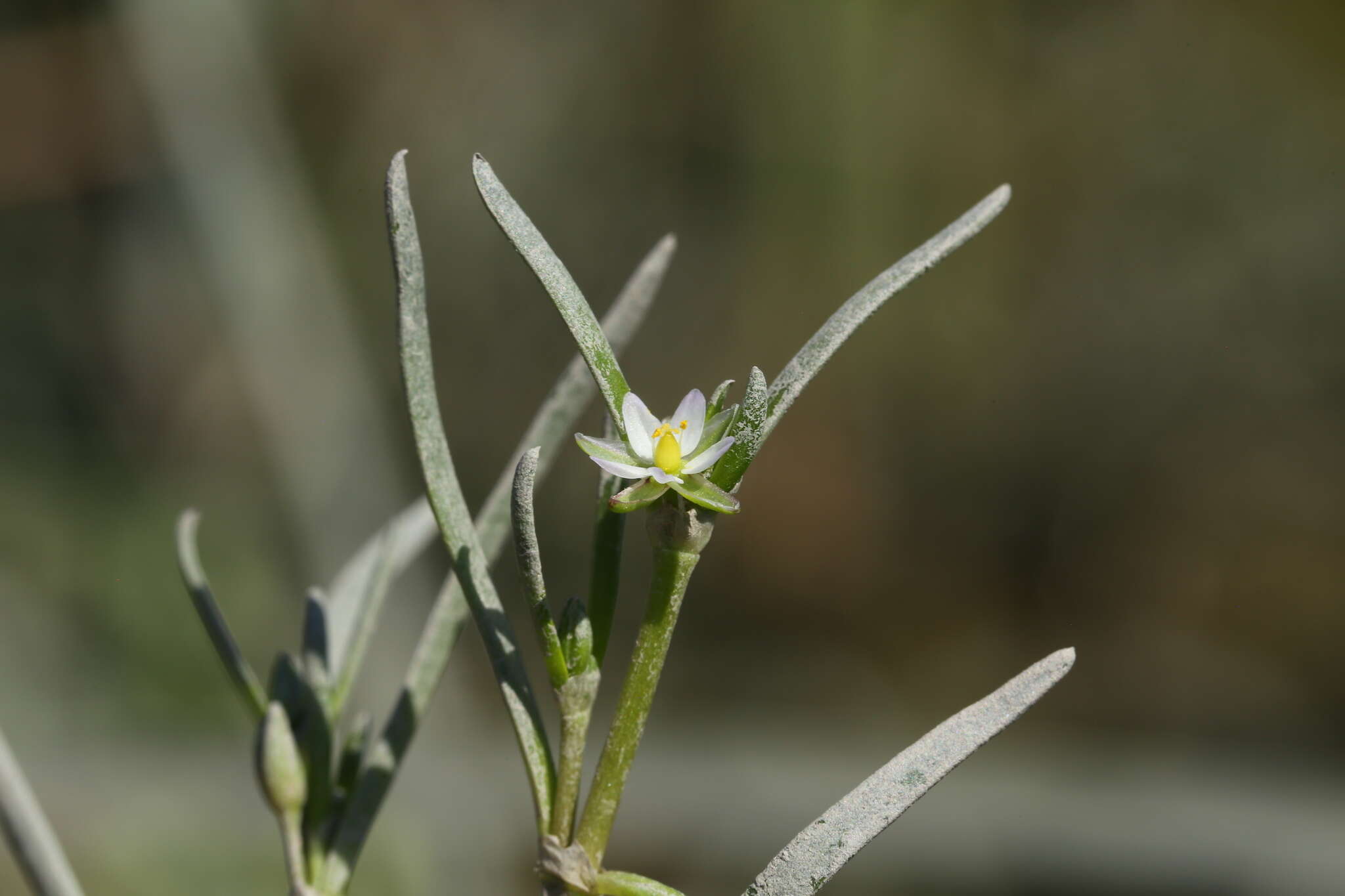 Plancia ëd Spergularia canadensis (Pers.) G. Don