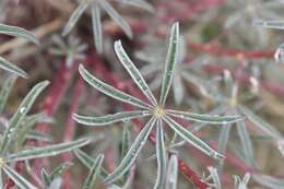 Imagem de Lupinus argenteus var. argenteus