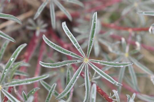 صورة Lupinus argenteus var. argenteus