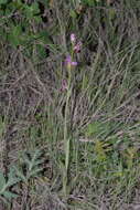 Image of Ophrys turiana J. E. Arnold