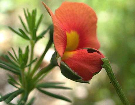 Image of Dwarf Wedge-pea