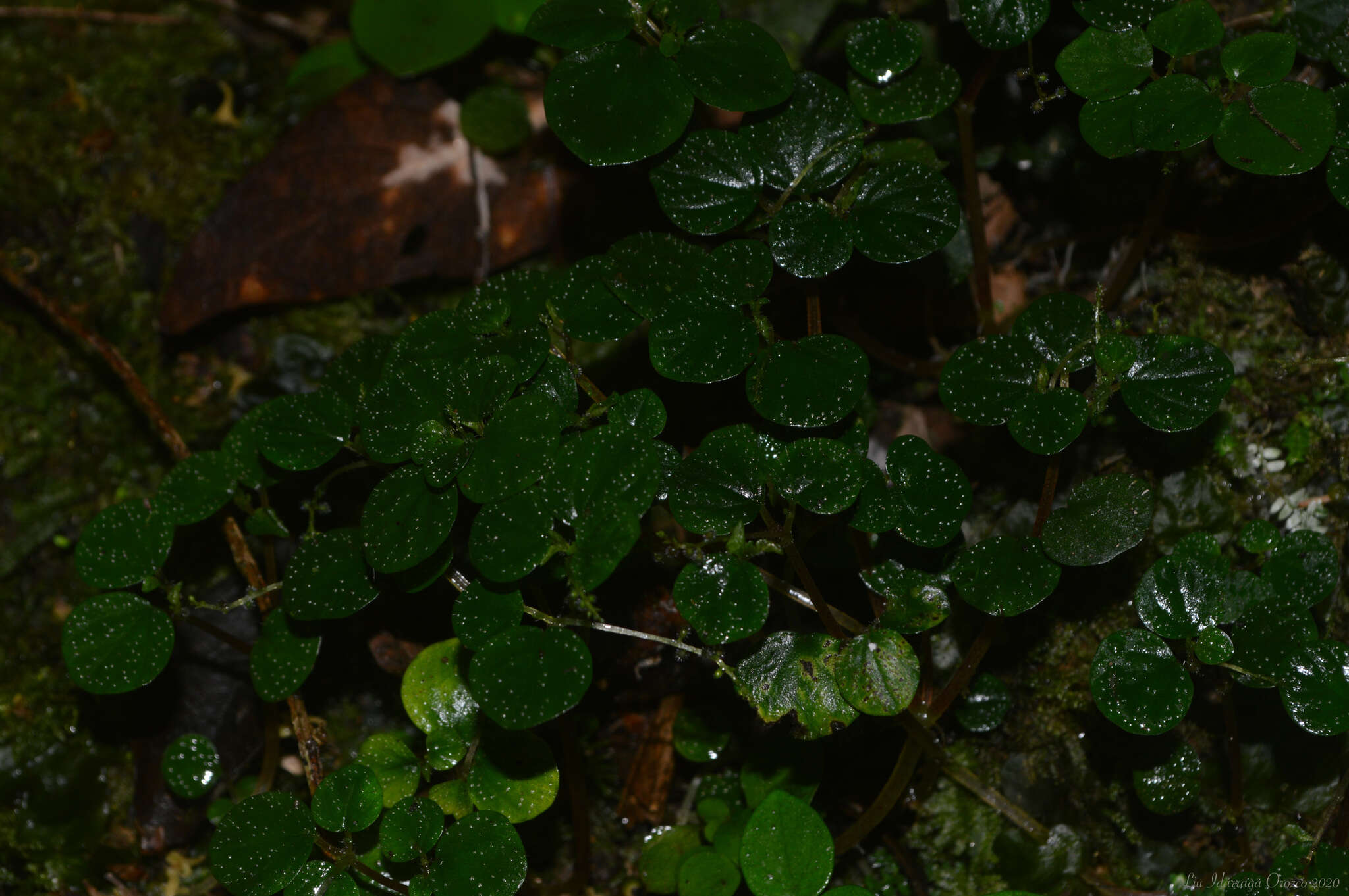 صورة Peperomia hispidula (Sw.) A. Dietr.