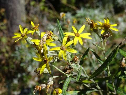 Plancia ëd Senecio carnerensis Greenm. ex Greenm.