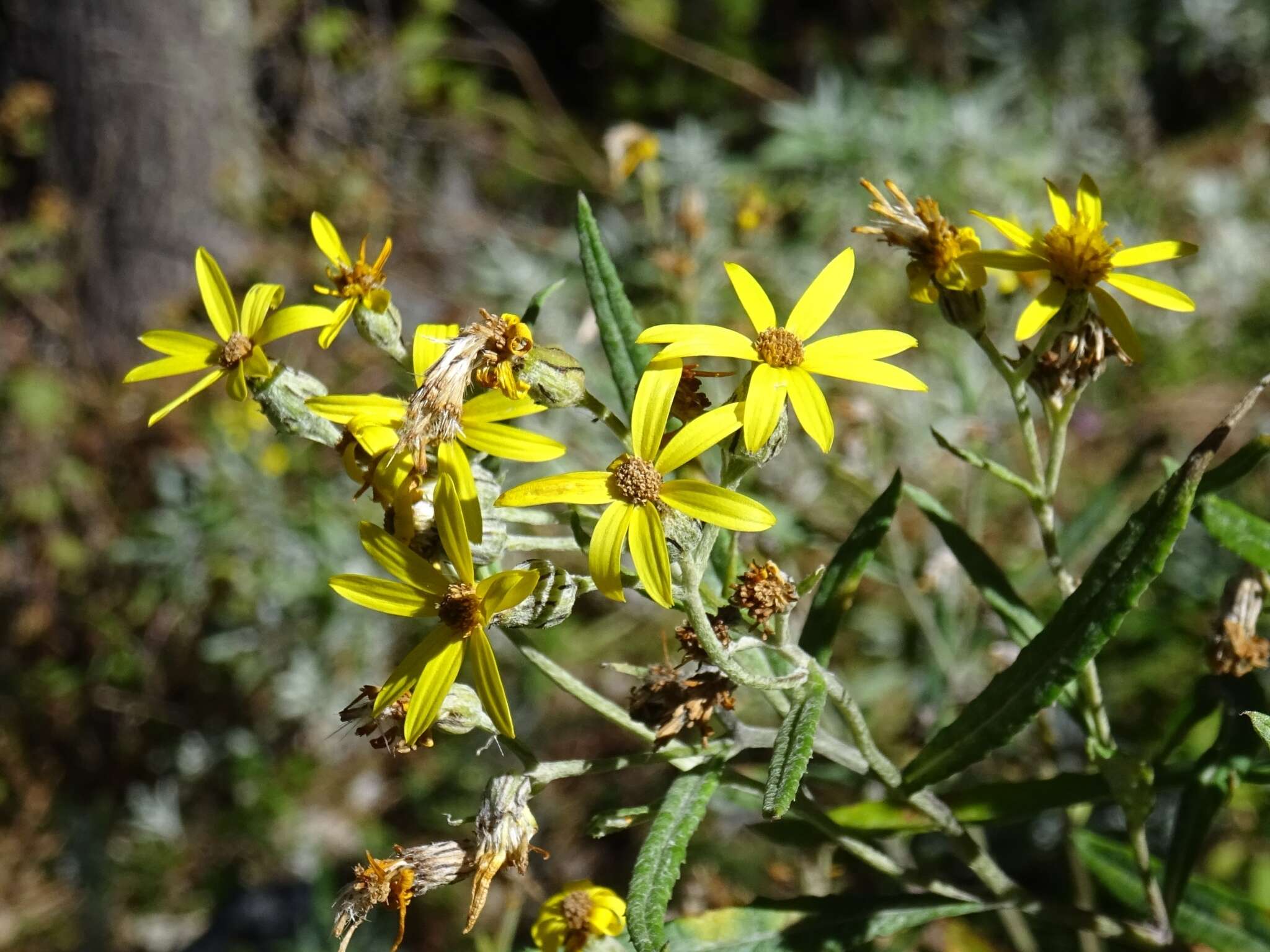 Image of Senecio carnerensis Greenm. ex Greenm.