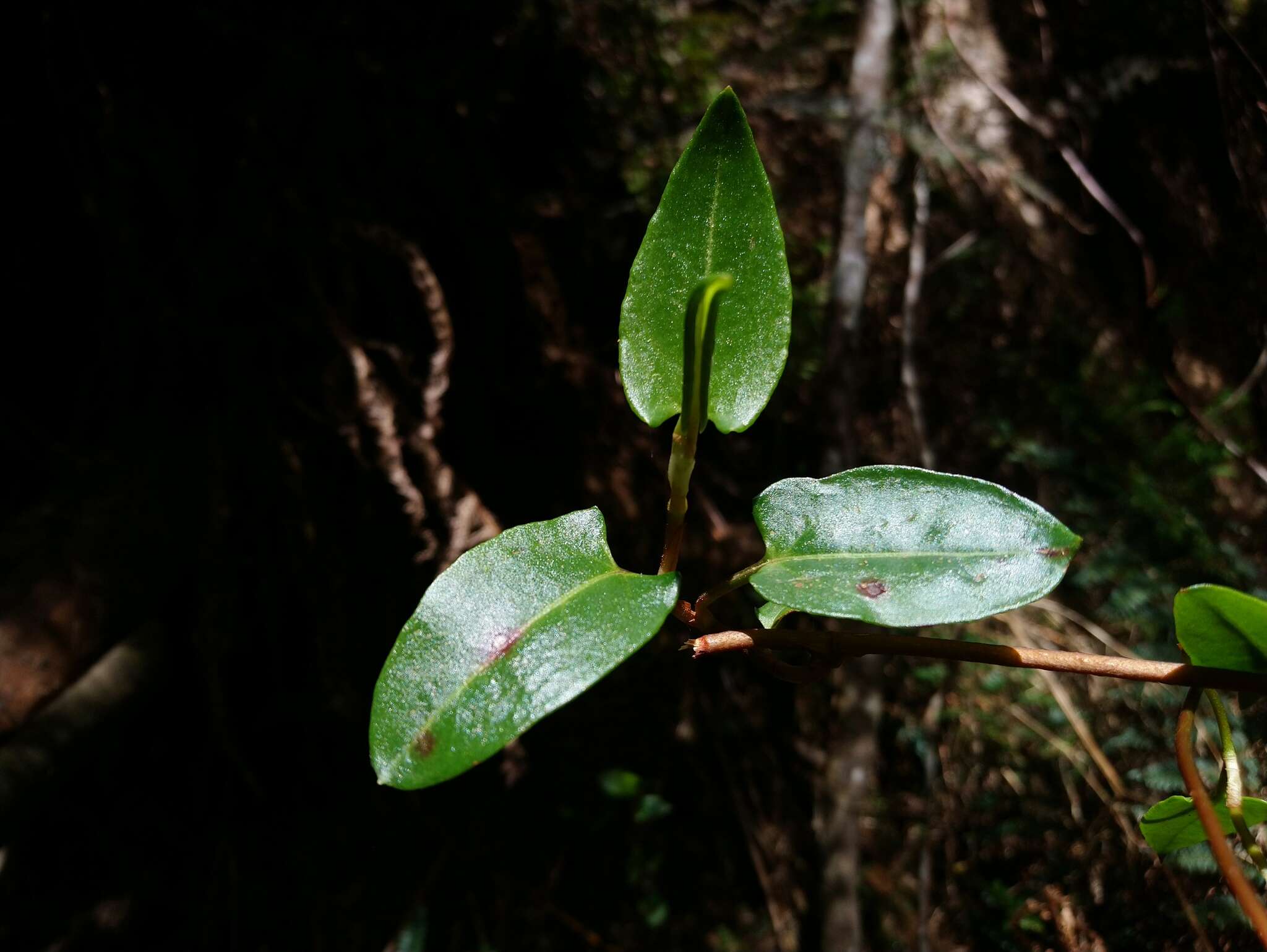 Image of Muehlenbeckia gunnii (Hook. fil.) Walp.