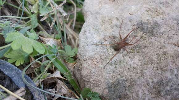 Image of Mediterranean recluse spiderman