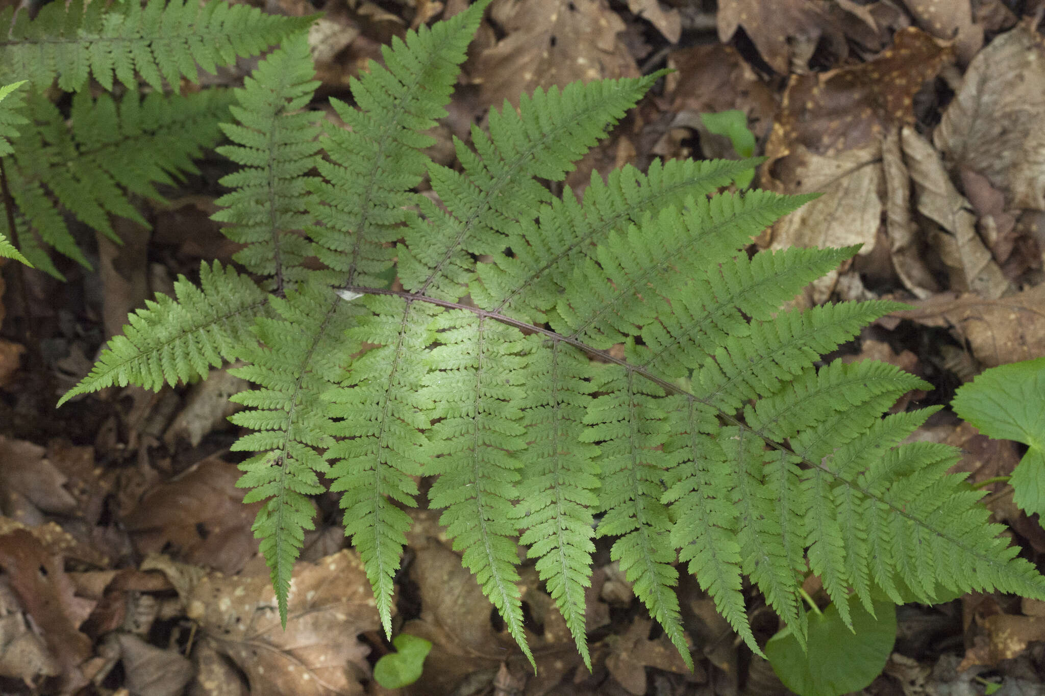 Sivun Athyrium rubripes (Kom.) Kom. kuva