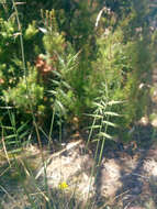 Sivun Australopyrum pectinatum (Labill.) Á. Löve kuva