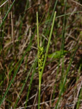 Imagem de Carex striata Michx.