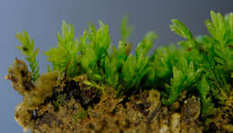 Image of fissidens moss