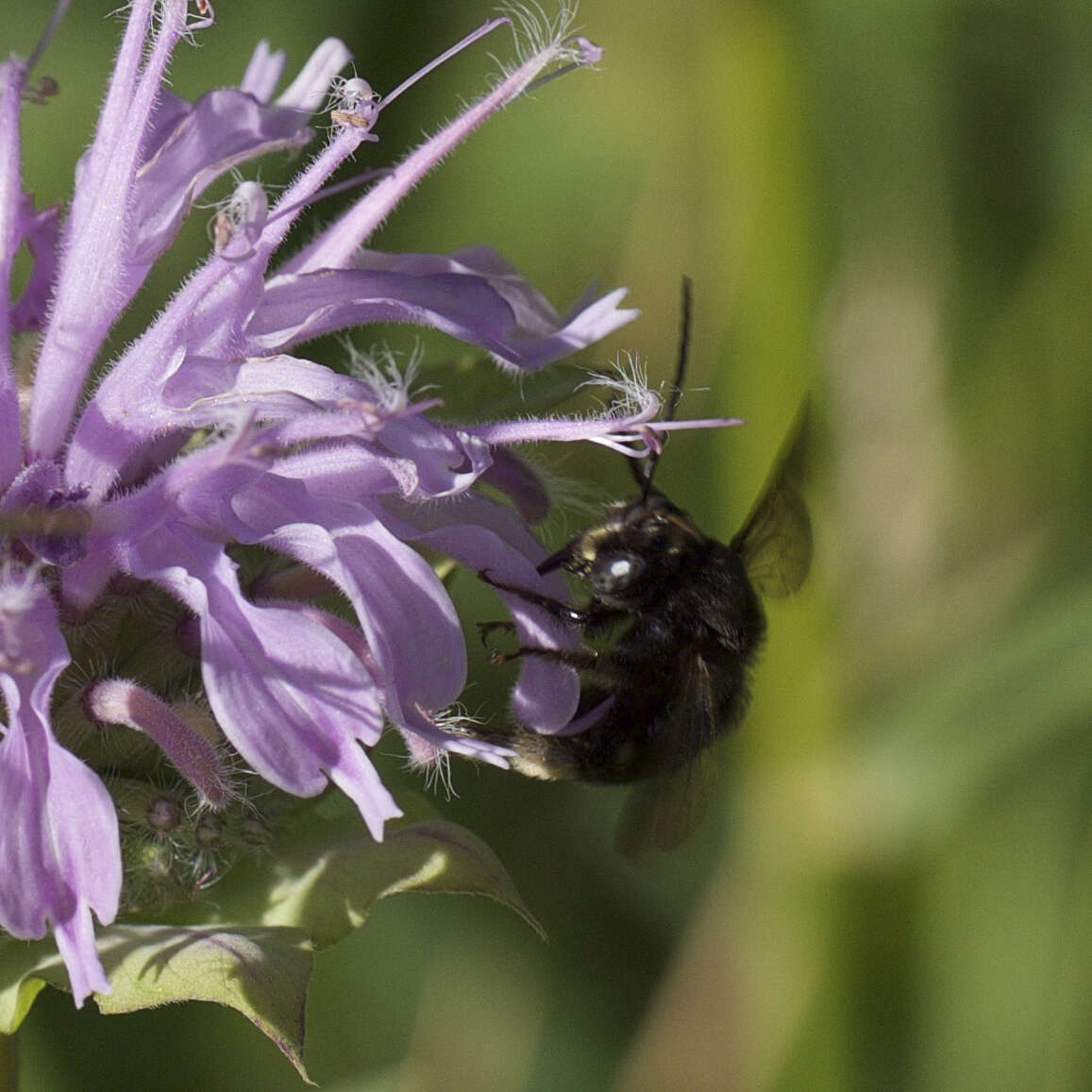 Imagem de Melissodes bimaculatus (Lepeletier 1825)