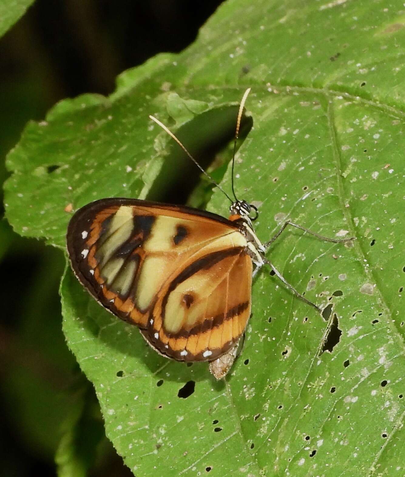 Image of Ithomia iphianassa Doubleday (1847)