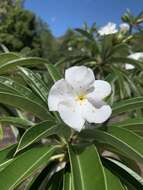 Image de Pachypodium lamerei Drake