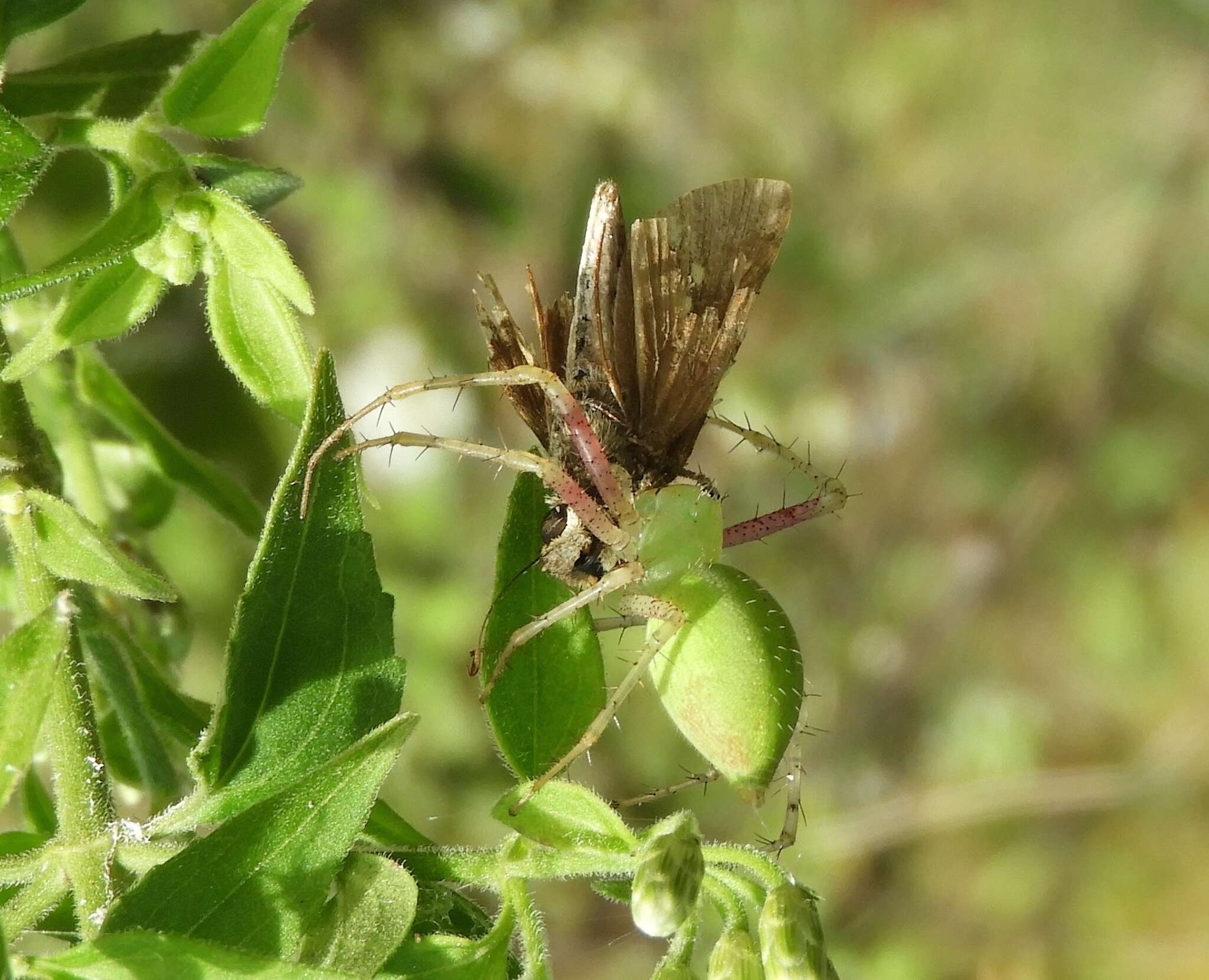 Image of Green Lynx