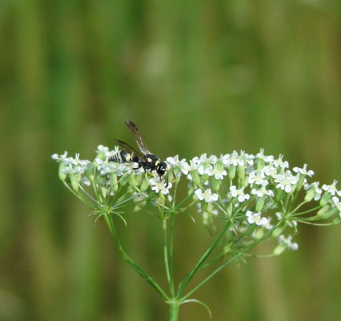 Sivun Jucancistrocerus jucundus (Mocsary 1883) kuva