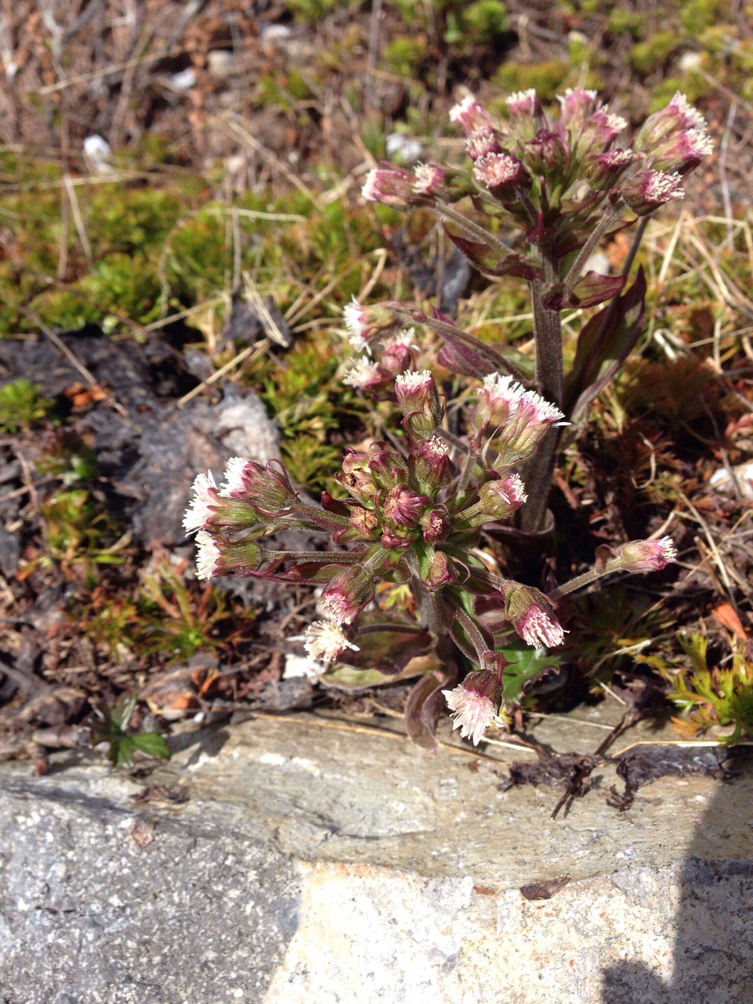 Image of arctic sweet coltsfoot