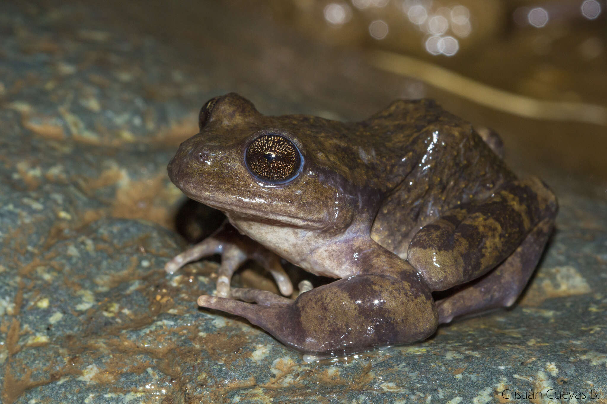 Image of Black Spiny-chest Frog