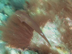 Image of Giant clingfish