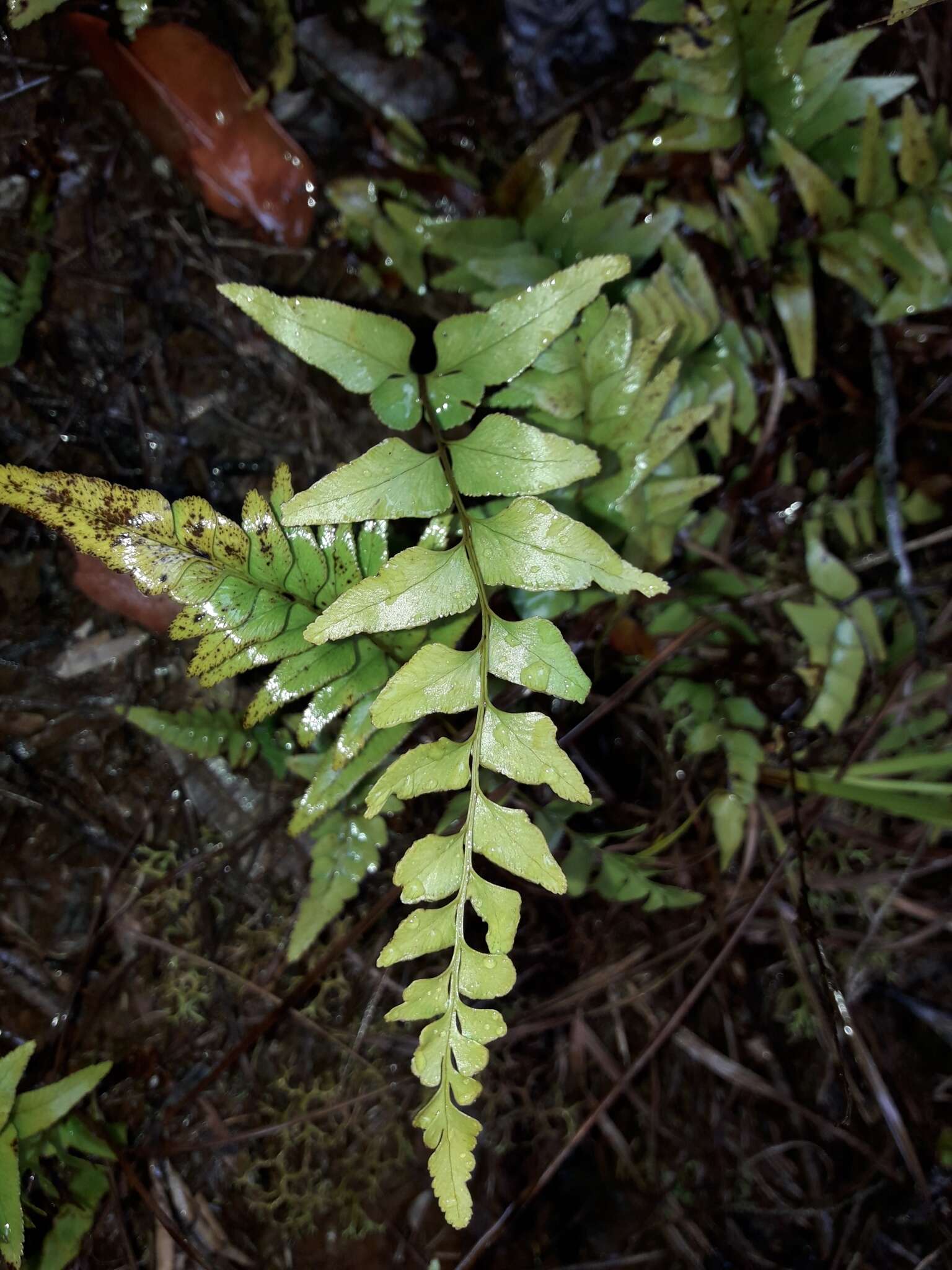 Image of Lindsaea agatii (Brack.) Lehtonen & Tuomisto