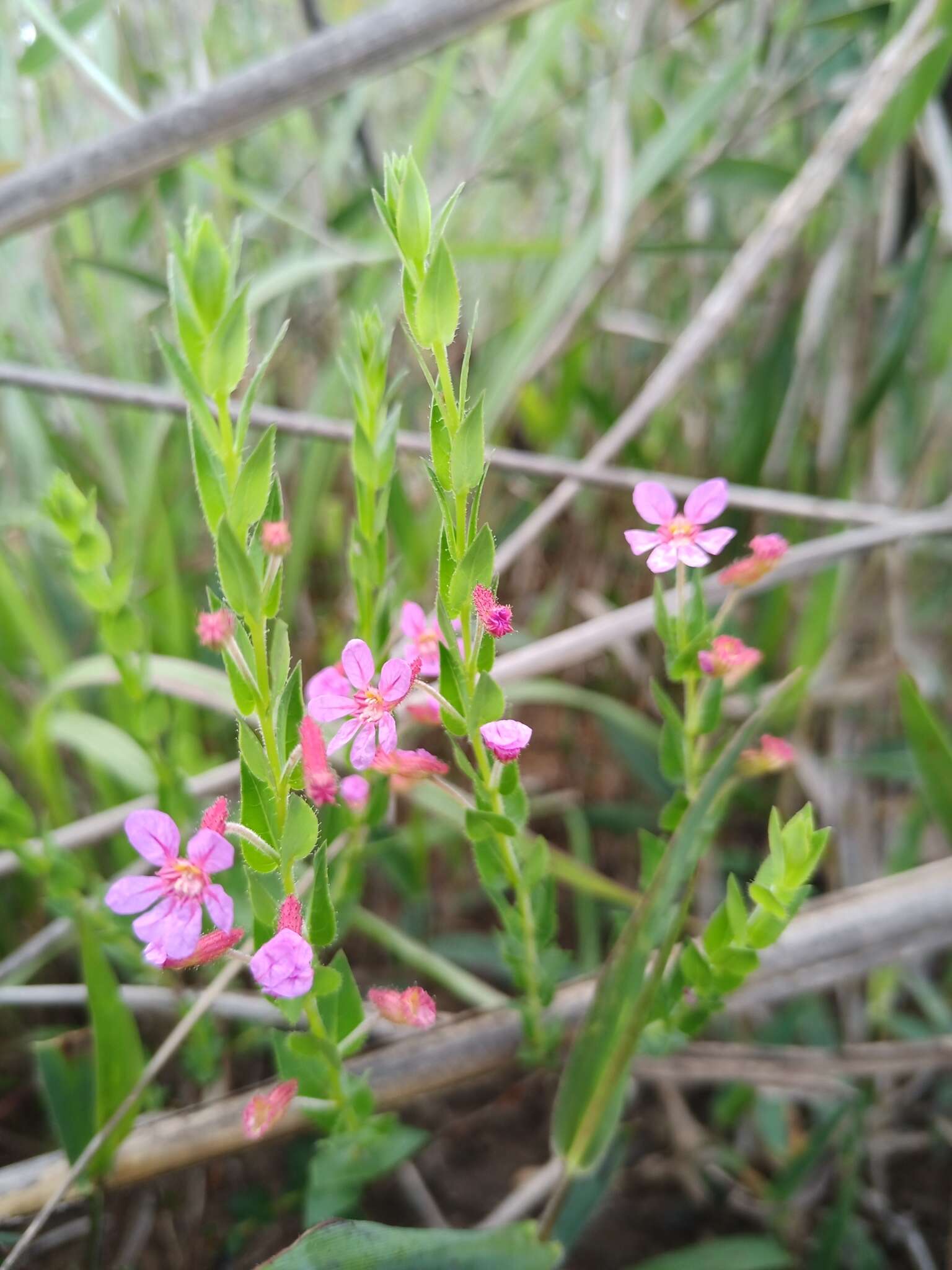 Image of Cuphea linarioides Cham. & Schltdl.