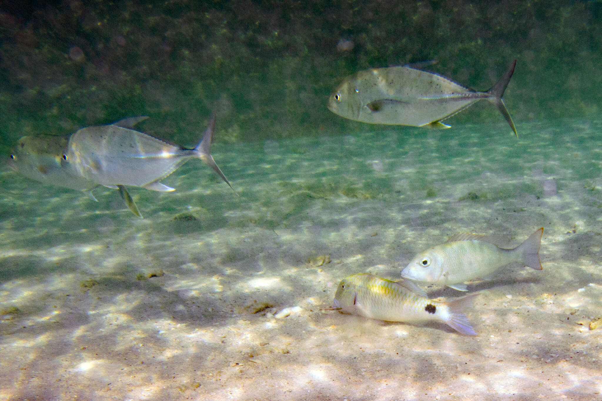 Image of Brassy trevally