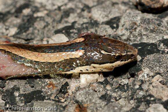 Image of Black-striped Snake