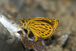 Image of Tiger Hopper