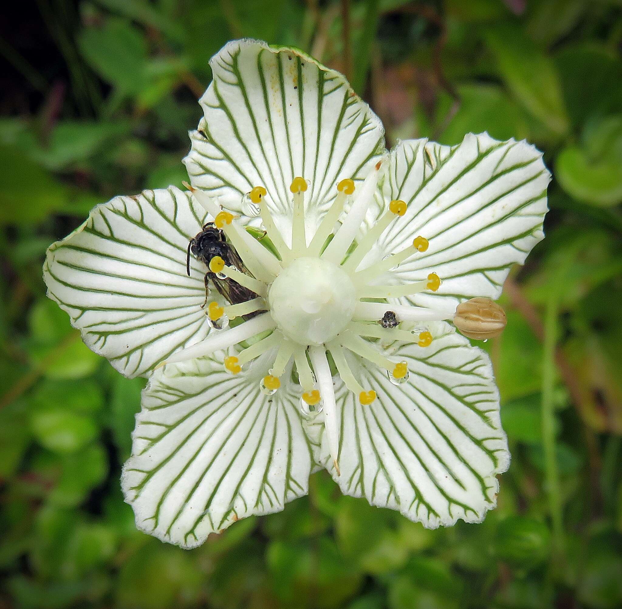 Image of Kidney-Leaf Grass-of-Parnassus