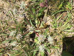 Image of coastal eryngo