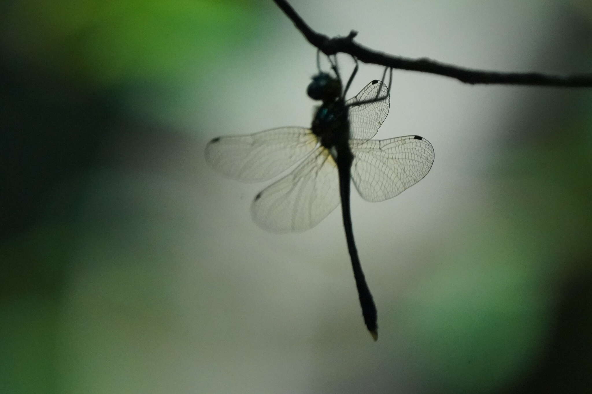 Image of Macromidia ellenae Wilson 1996