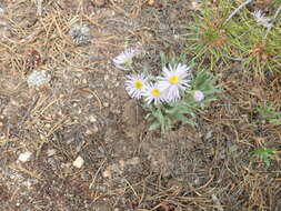 Image of early bluetop fleabane