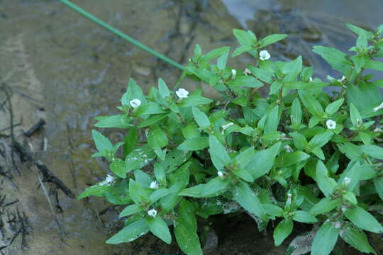 Image of Round-Fruit Hedge-Hyssop