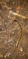 Image of Mediterranean banded centipede