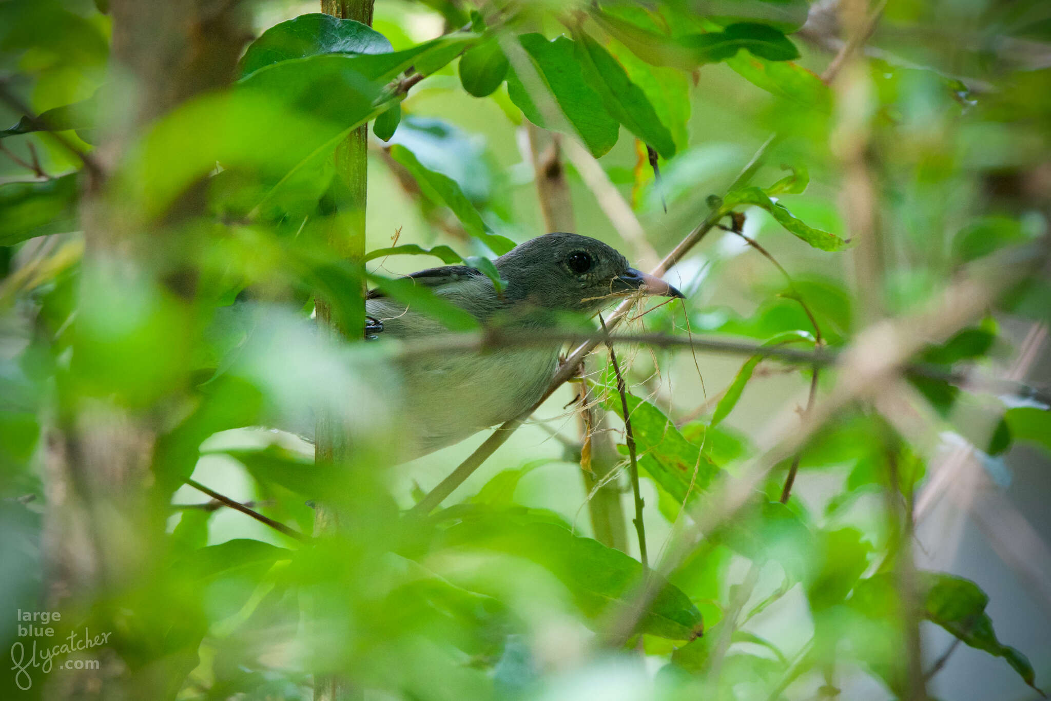 Image of Dicaeum cruentatum cruentatum (Linnaeus 1758)